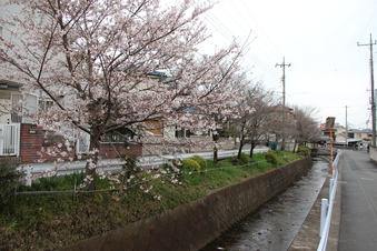 東川沿いの桜#386996