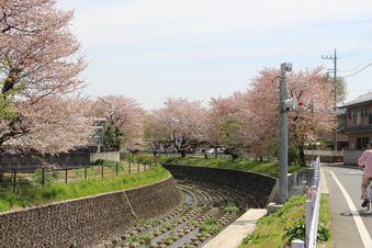 東川沿いの桜#386999