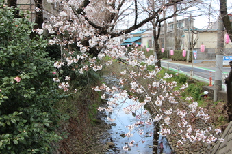 東川沿いの桜