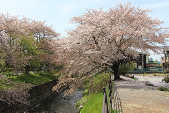 東川沿いの桜#387000