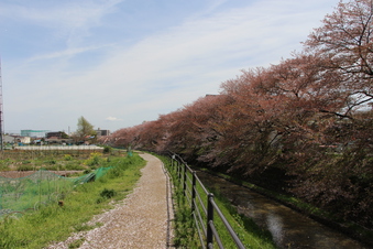 東川沿いの桜#387002