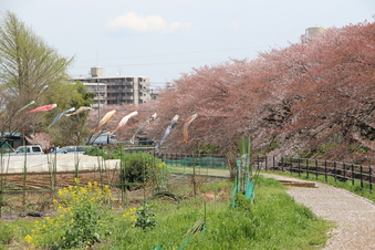 東川沿いの桜#387003
