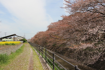 東川沿いの桜#387006