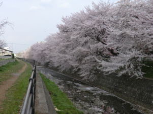 東川沿いの桜#387009