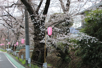 東川沿いの桜#386948