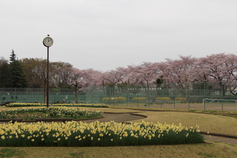 滝の城址公園の桜#387047