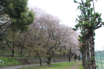 滝の城址公園の桜#387034