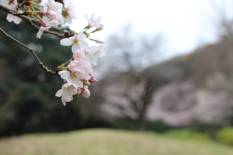 滝の城址公園の桜