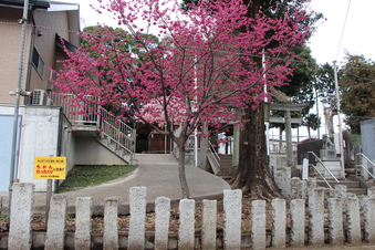 六所神社の梅