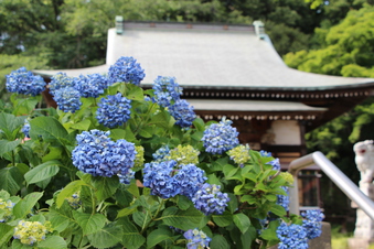 東福寺のアジサイ