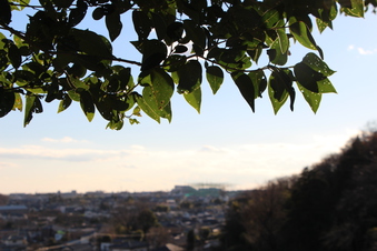 東福寺から見える景色#385740