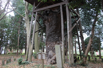 中氷川神社の大木#385949