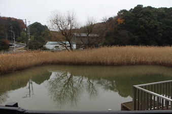 早稲田大学所沢キャンパス湿地