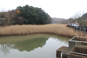 早稲田大学所沢キャンパス湿地#386096