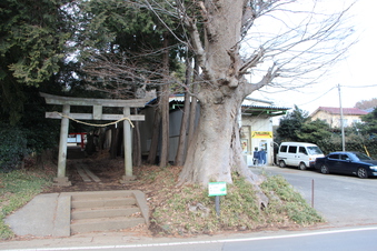 日比田氷川神社のケヤキ