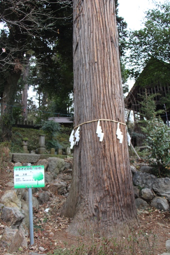 中氷川神社のスギ
