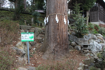 中氷川神社のスギ#386405