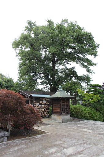 全徳寺の菩提樹