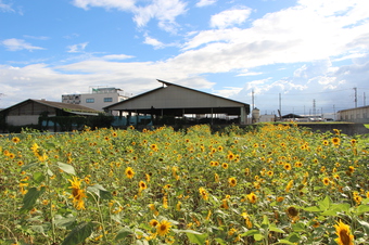 松郷のヒマワリ畑