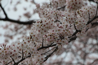 航空公園の桜#386900