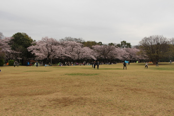 航空公園の桜#386914