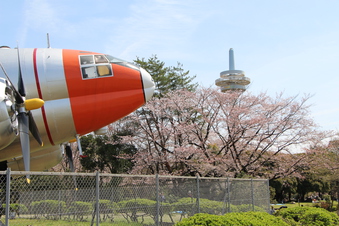 航空公園の桜#386917
