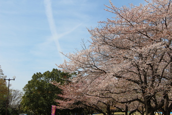 航空公園の桜#386918