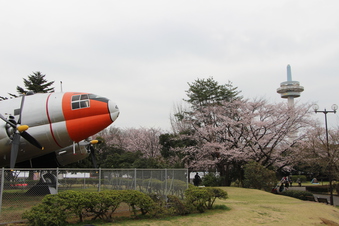 航空公園の桜#386923