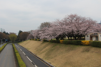 航空公園の桜