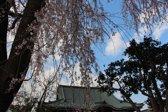 全徳寺のしだれ桜