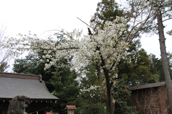 熊野神社の桜#387082