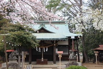 熊野神社の桜#387083