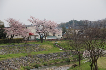 柳瀬川沿いの桜#387091
