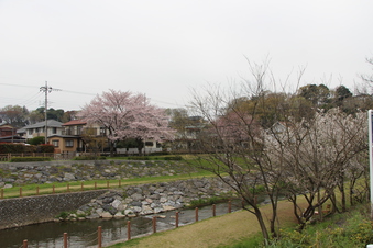 柳瀬川沿いの桜#387092