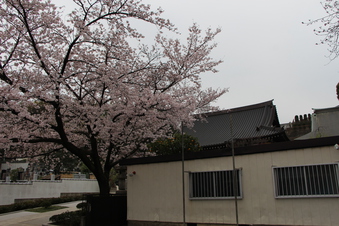 東福寺の桜#387096