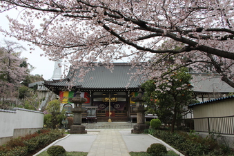 東福寺の桜#387097