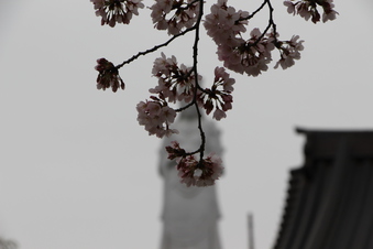 東福寺の桜#387099