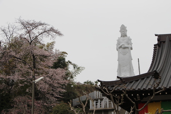東福寺の桜#387100