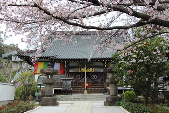 東福寺の桜#387102