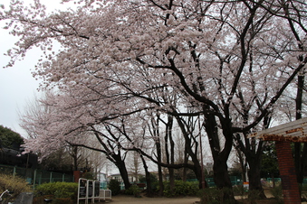 小手指公園の桜