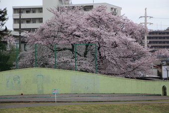 桜見#387118