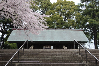 所沢神明社の桜