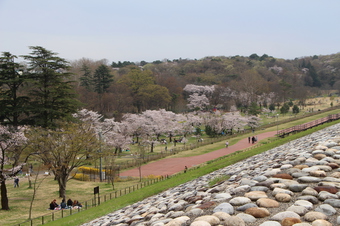 多摩湖の桜