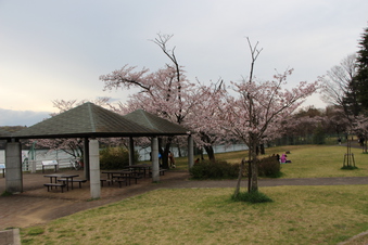 狭山湖周辺の桜#386933