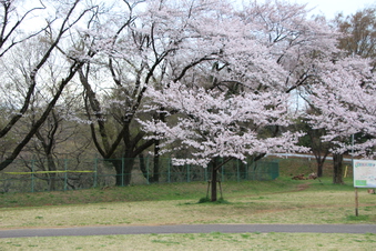 狭山湖周辺の桜#386935