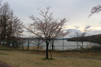 狭山湖周辺の桜