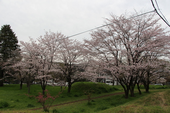 狭山湖周辺の桜#386939