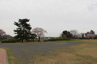 狭山湖周辺の桜#386925