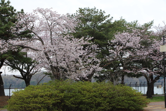 狭山湖周辺の桜#386926