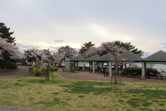 狭山湖周辺の桜#386927